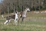WHIPPET ET GALGO 098